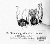 Cladonia pyxidata image